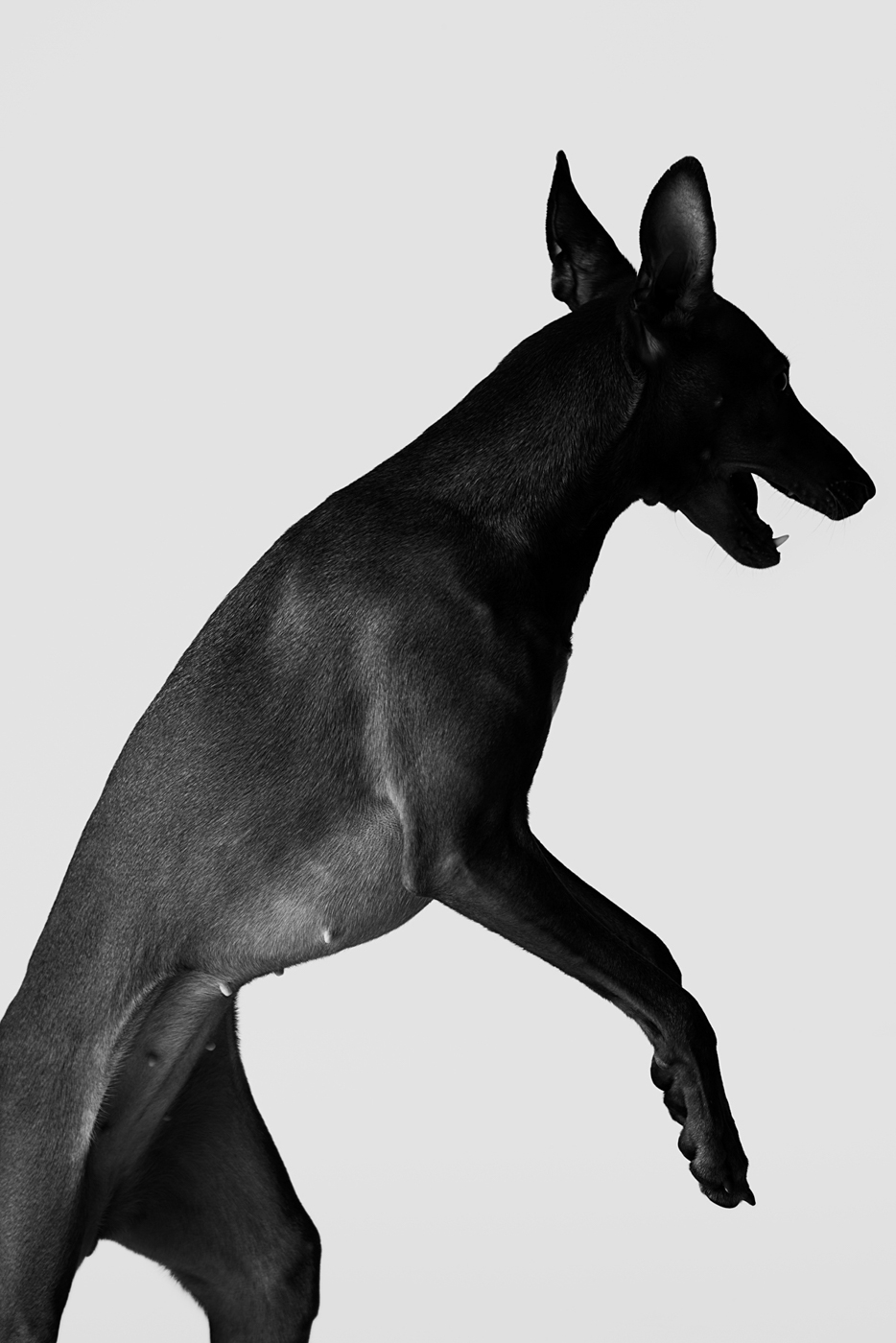 Black_and_white_portrait_of_Cirneco_dell'etna_dog_jumping_photographed_by_Sara_Lehtomaa