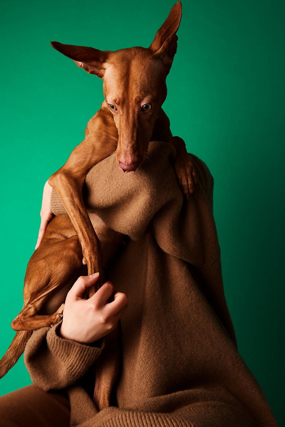 Funny_portrait_of_owner_and_Cirneco_dell'etna_dog_with_orange_fur_on_green_background_photographed_by_Sara_Lehtomaa