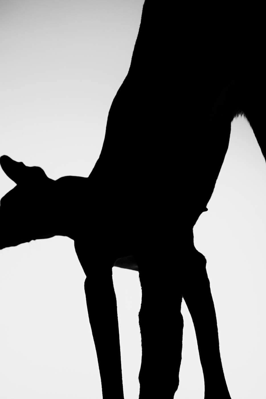 Black_and_white_silhouette_portrait_of_Cirneco_dell'etna_dog_photographed_by_Sara_Lehtomaa
