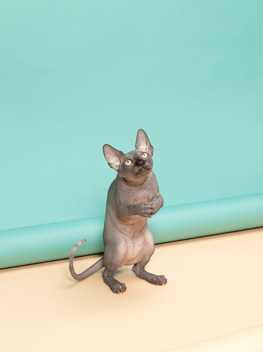 A sphynx cat begging for food on a studio set